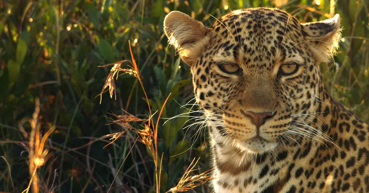 Asia-Pac Deals for Bomanbridge Media