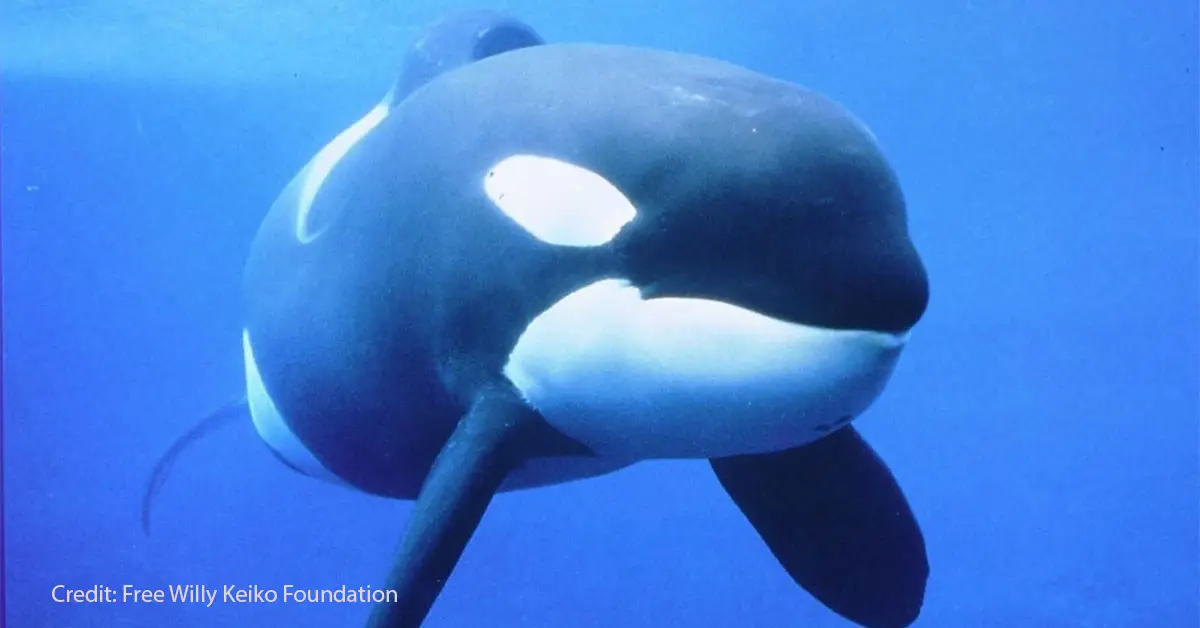 Sky Slates Keiko Whale Doc