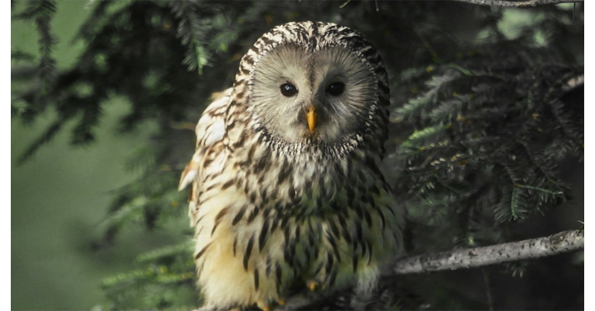 Blue Ant Greenlights Four Natural History Titles for Love Nature