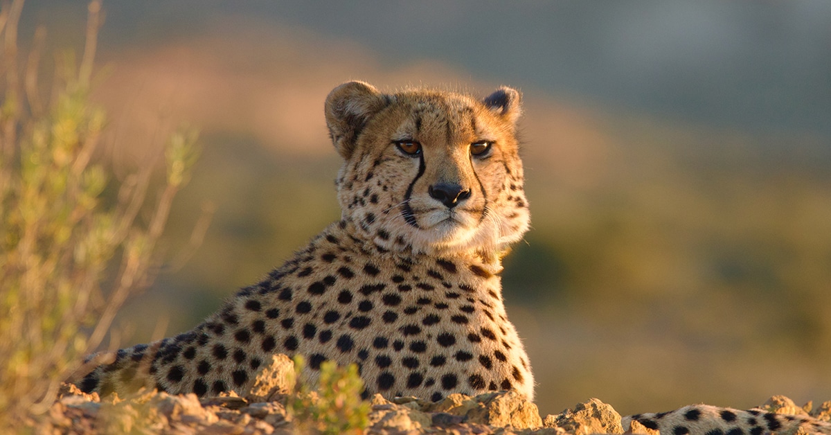 Cheetah Fast & Wild Joins ZDF Studios Slate