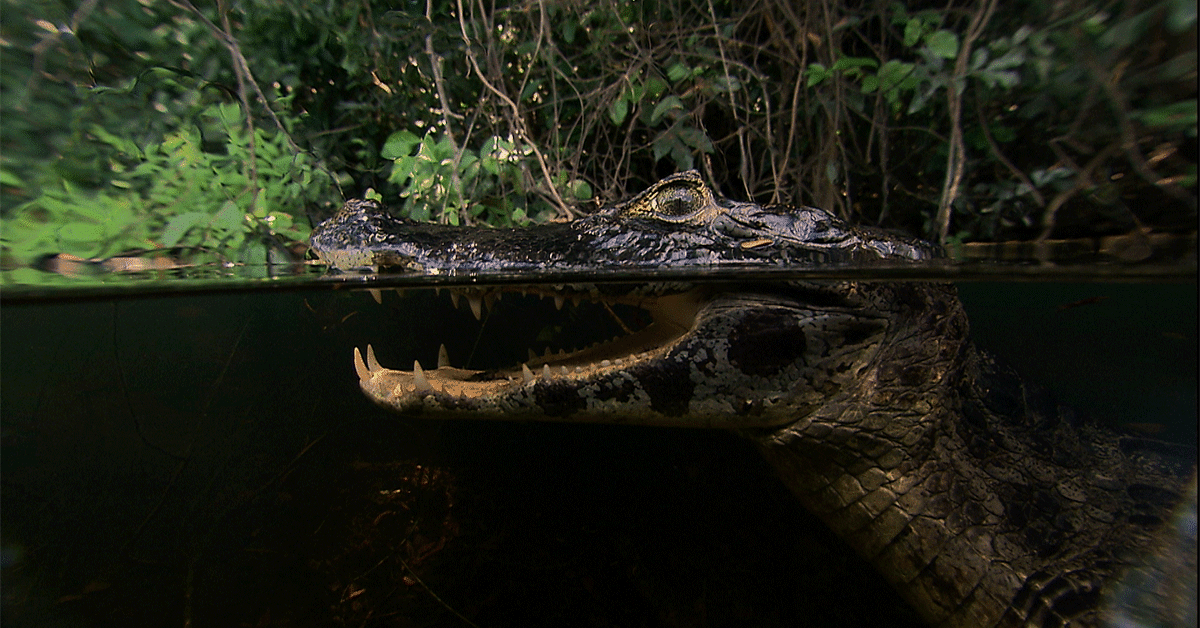 wedotv Expands Reach of FAST Channels with Freeview UK