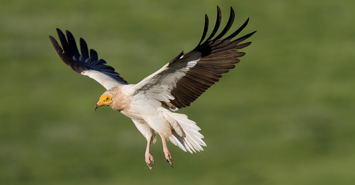 Springwatch Lands Spanish Adaptation with Brutal Media - ScreenMDM