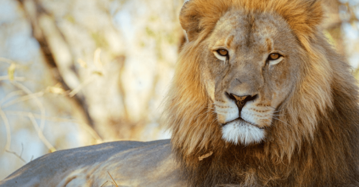 Joyn Brings Blue Ant’s NatureTime to Germany