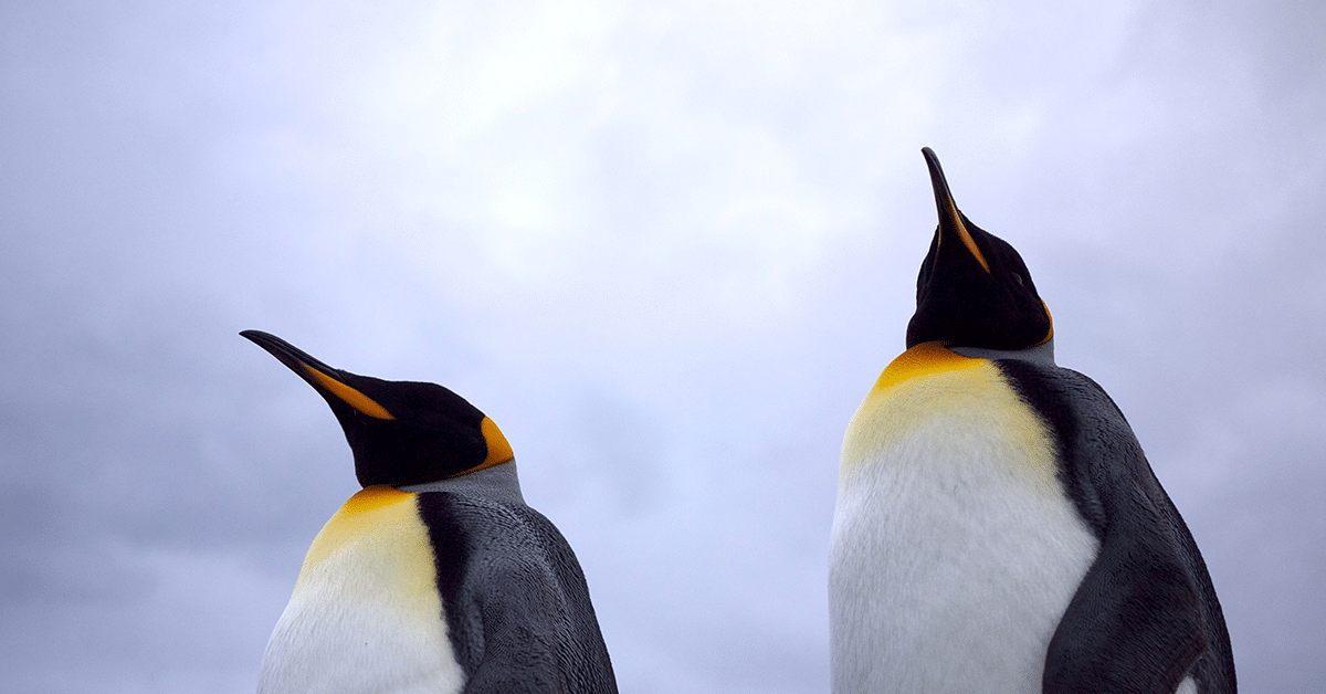 Off the Fence, John Downer Productions & One Tribe TV Set Natural History Pact