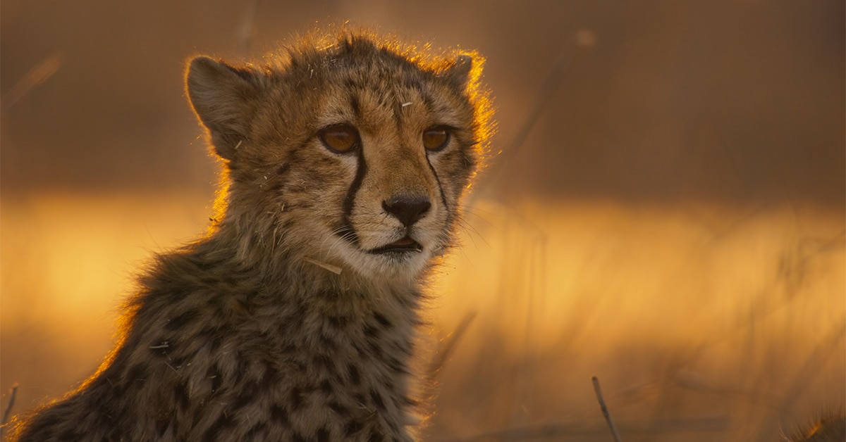 Fremantle Presells Offspring Wildlife Doc to France TV